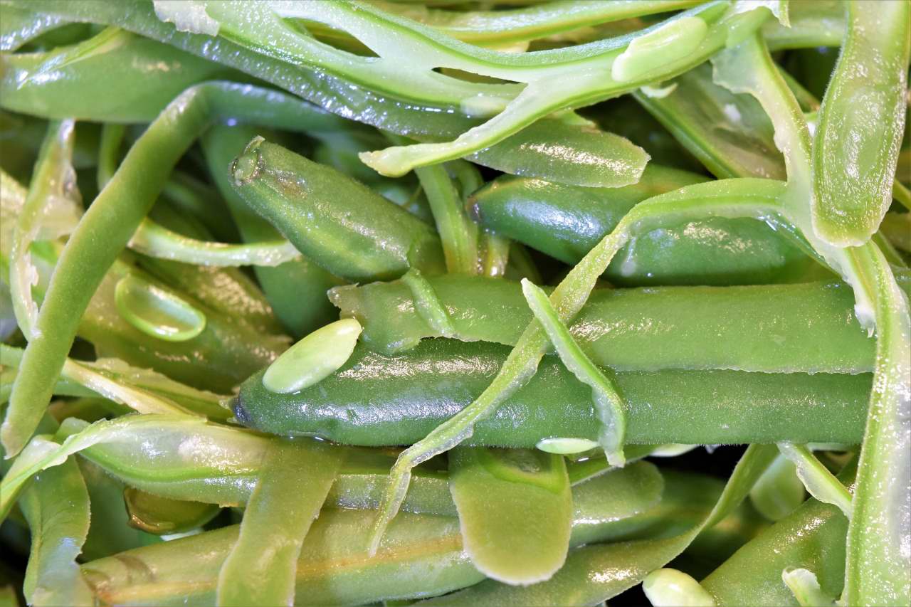 Sous Vide Green Beans, French Cut, Sans-Vide